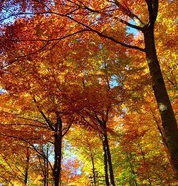 Wald im Herbst