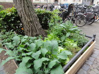 Das Foto zeigt "Urban Gardening" in der Stadt.